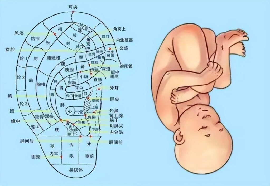 耳穴诊断图解及主治功能归类(收藏版)