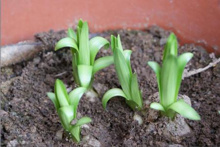 手把手教你栽种百合花，用点“技巧”植株又粗又壮，开花才水灵