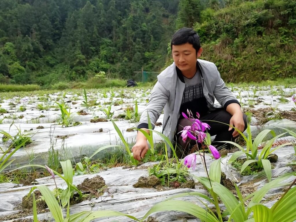 白芨种植技术看这里