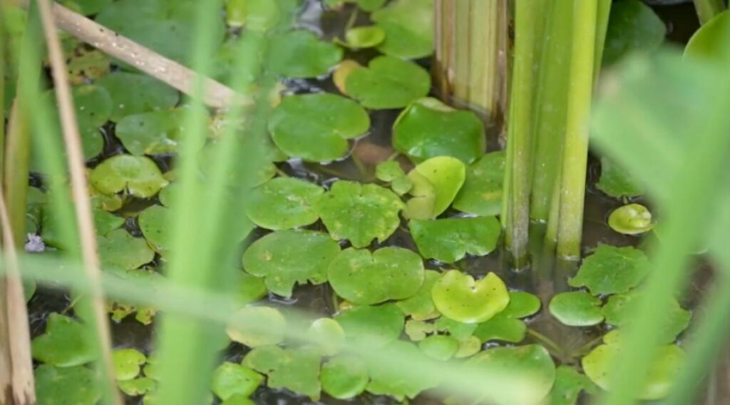 有哪些是水生植物?快来看看你认识几种！