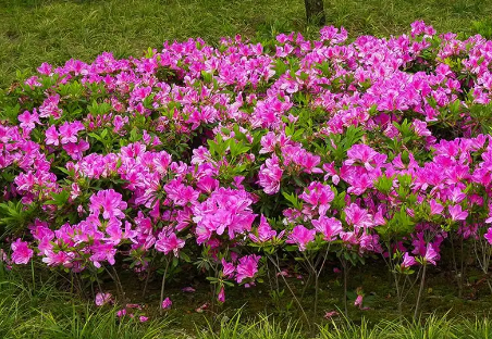 屋顶花园种什么植物好?推荐26种地被及宿根花卉植物